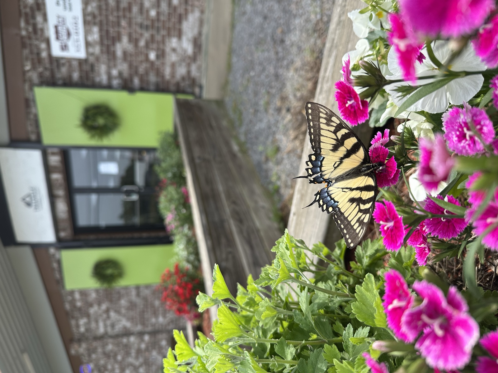Butterfly on pink flowers outside the entrance of Triangle Trading Post