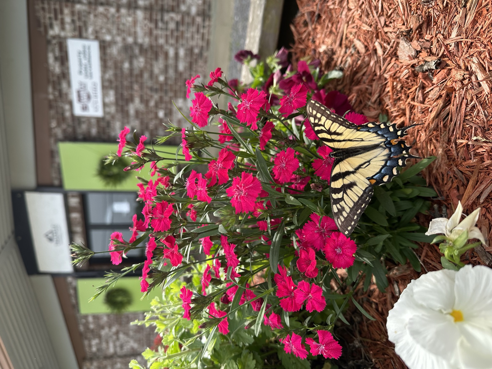 Flowers and butterfly outside Triangle Trading Post entrance